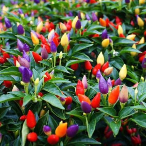 Cherry Tomato + Ornamental Chilli - 2 packet