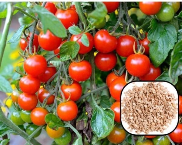 Cherry Tomato - 2 Packet