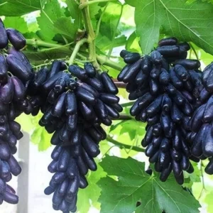 ব্ল্যাক ম্যাজিক আঙ্গুর চারা