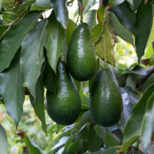 অ্যাভোকাডো কলম চারা ১ পিস