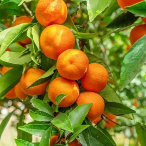 ম্যান্ডারিন কমলা ৩ পিচ
