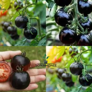 ব্ল্যাক টমেটো - 1 Packet
