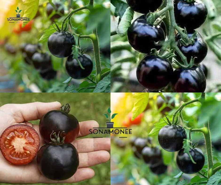 ব্ল্যাক টমেটো - 1 Packet