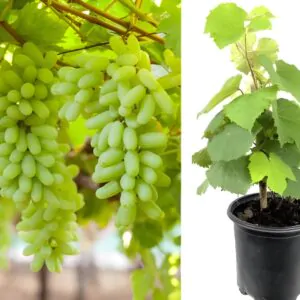 আঙ্গুর চারা কম্ব প্যাকেজ