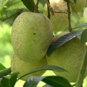 ১০ টি চারার কম্ব প্যাকেজ
