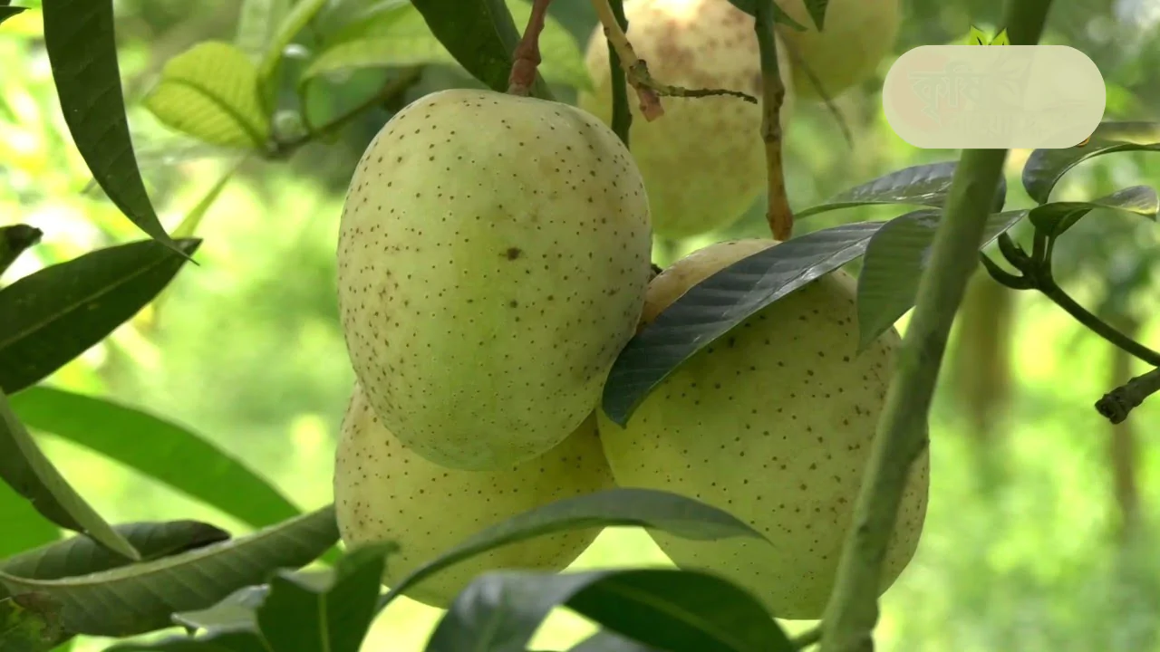 ১০ টি চারার কম্ব প্যাকেজ