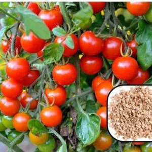 Cherry Tomato - 2 Packet