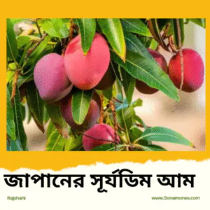বিদেশী চারার কম্ব প্যাকেজ  ১০ পিস
