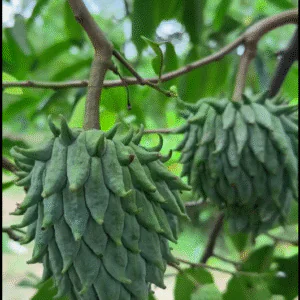 রোলনিয়া চারা ১ পিচ
