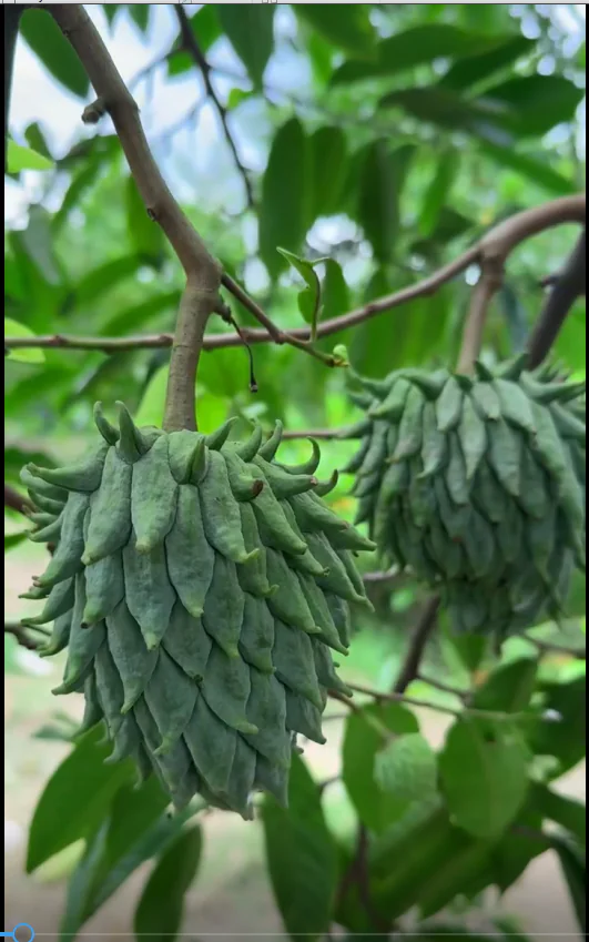 রোলনিয়া চারা ৩ পিস